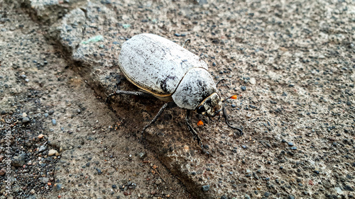 Dried beetle on the asphalt