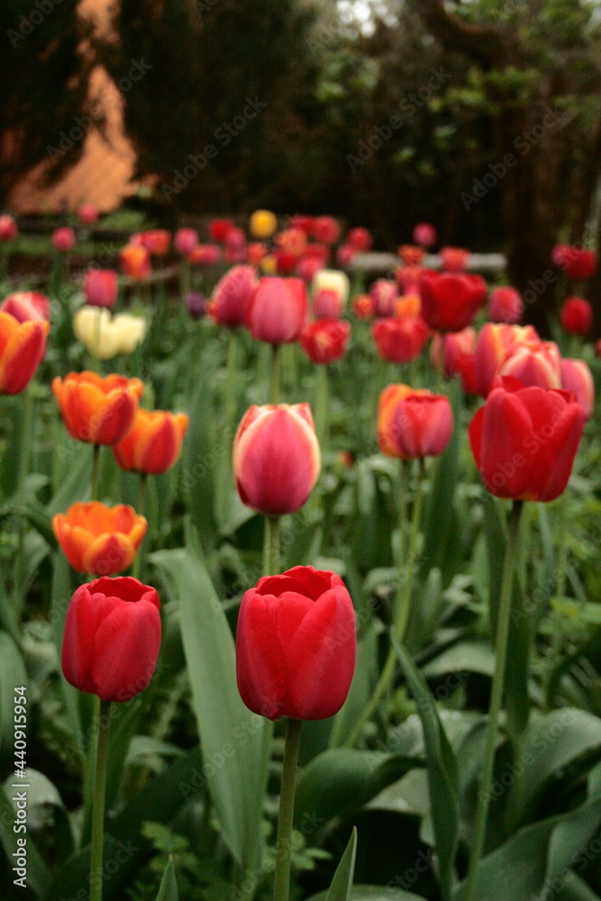 red and yellow tulips red and yellow tulips