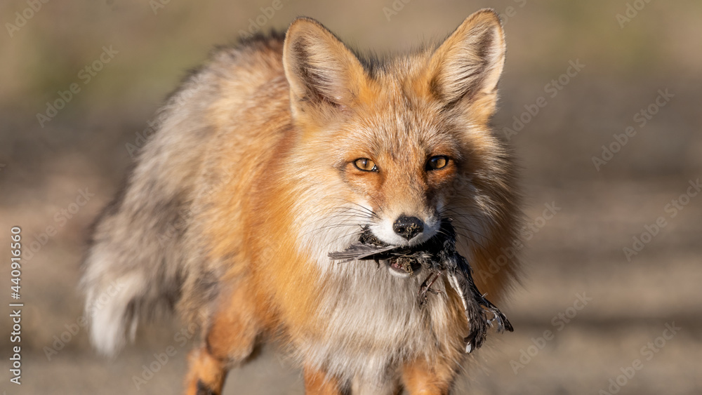 Red fox with bird in its mouth and blurred background behind. Hunting animals with catch, meal eating in wild, natural environment. Red fox with bird in its mouth and blurred background behind. Hunting animals with catch, meal eating in wild, natural environment.