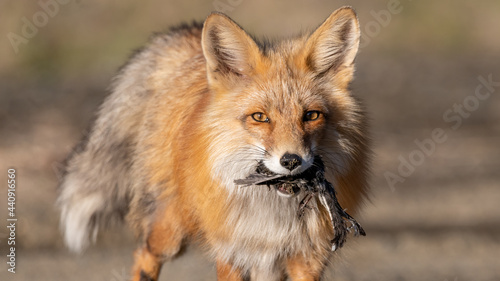 Red fox with bird in its mouth and blurred background behind. Hunting animals with catch, meal eating in wild, natural environment. 