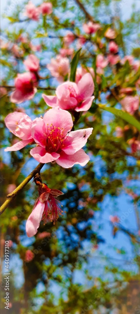 Obraz premium pink spring flower