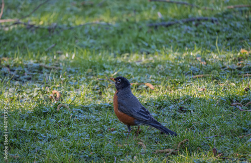 Robin on the grass