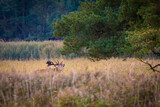 Hirsch am Darßer Ort auf Fischland Darss Zingst im Herbst