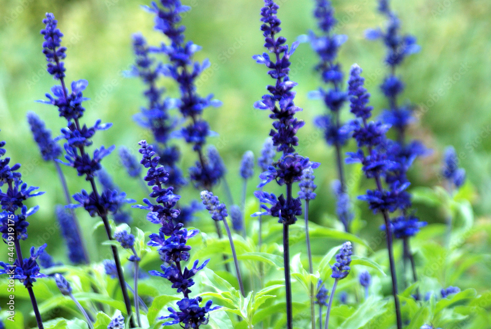Obraz premium LAVANDULA