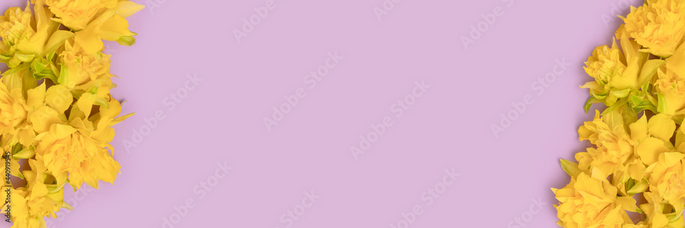 Banner with yellow daffodil flowers on a purple pastel background with copy space.