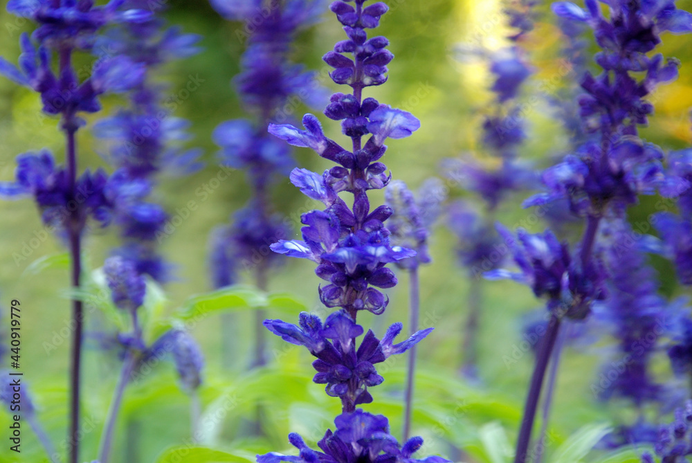 LAVANDA LAVANDA