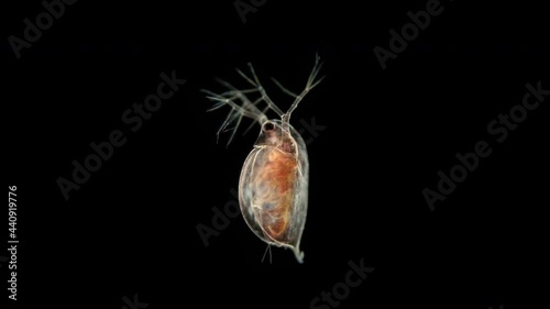 water flea Daphnia pulex under a microscope, class Branchiopoda. It is red because the sample is taken from a eutrophic pond. Food for fish photo