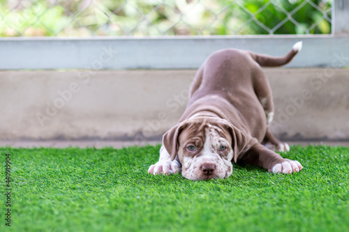 Fotografia Cute Brown and white pit bull, less than a month old, on artificial grass in a dog farm