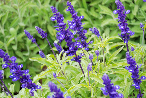 LAVANDA photo