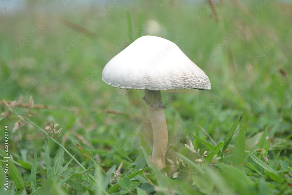 Cute white mushroom or Fungi growing at the garden Cute white mushroom or Fungi growing at the garden