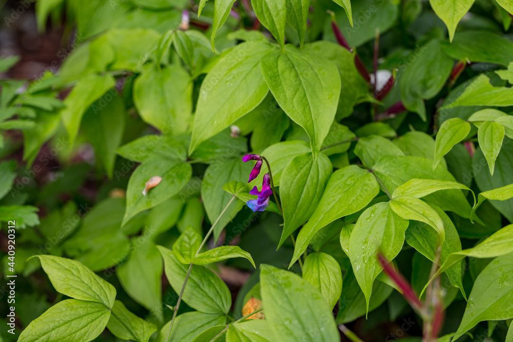 flat pea Lathyrus vernus detail flower flat pea Lathyrus vernus detail flower