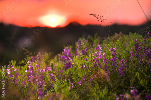 Vicia tenuifolia flowers on sunset in the field. Beautiful sundown in the village. Violet wild flowers in the meadow with natural back light. Rural scene of nature