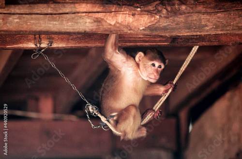 Monkey on a leash in Thailand