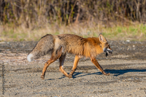 Fototapeta Naklejka Na Ścianę i Meble -  Side body view of a wild red fox seen in northern Canada during spring time with dirt landscape surrounding the predator. 