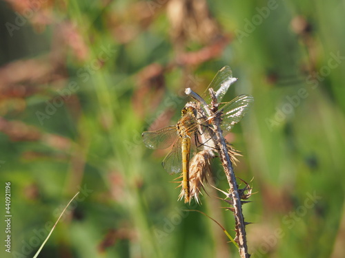 bonita libélula de color amarillo, ninfa de los ríos, animal prehistórico y mitológico, colabora con el medioambiente eliminando los insectos, lérida, españa, europa © Nieves