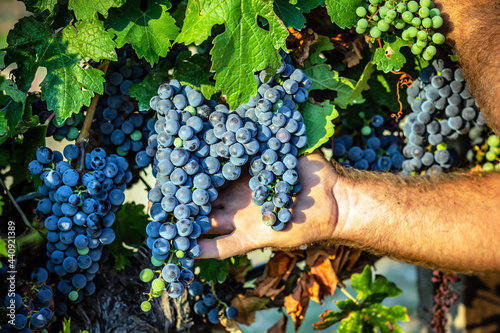 Cabernet Sauvignon grapes photo