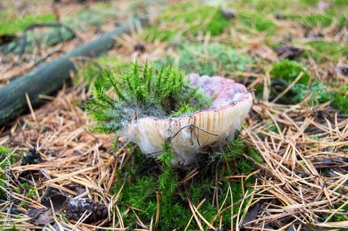 old mushroom under green moss