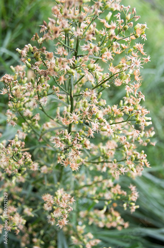 dried flowers on a green branch