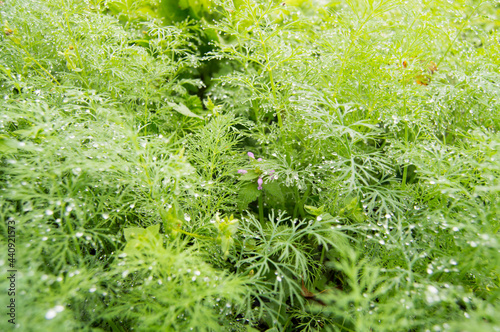 green dill after rain