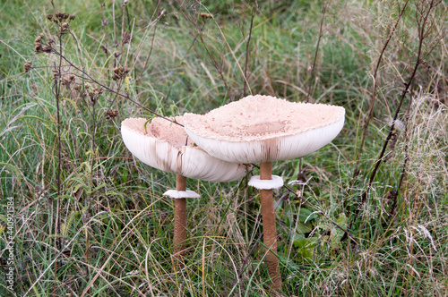 two mushrooms in an embrace