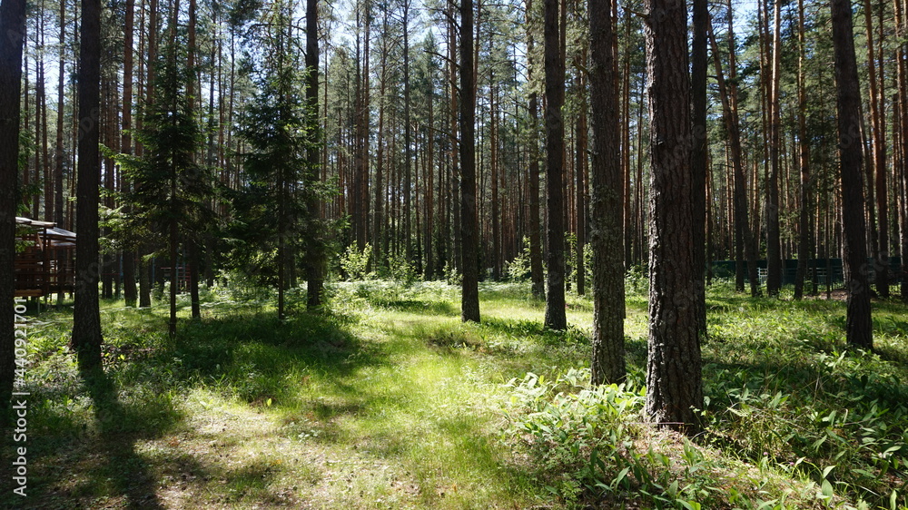 Fototapeta premium Лесной массив, forest area
