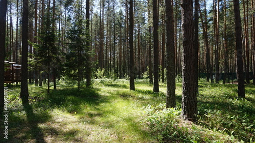                            forest area
