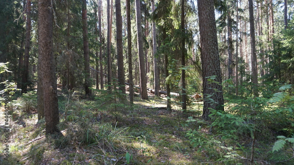 Obraz premium Лесной массив, forest area