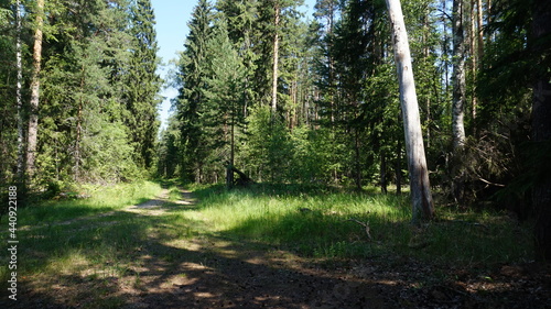                            forest road