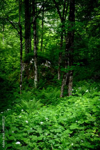 ferns in Sandwald  Linthal Glarus