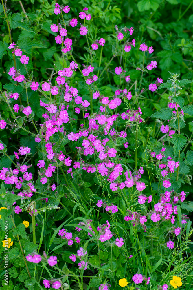 beautiful meadow flower poster showing summer fields in bloom