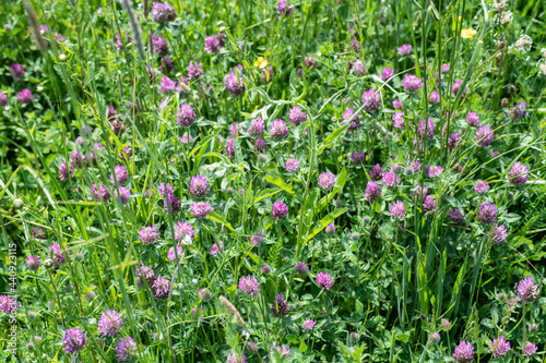 A meadow poster showing a field of clover