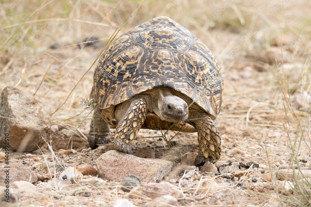 Fototapeta premium Kruger National Park: tortoise