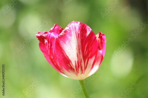 Blooming red tulip flower on a  green background on a summer sunny day macro photography. Garden tulip with red-white petals in springtime close-up photography.