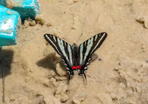 butterfly on the sand