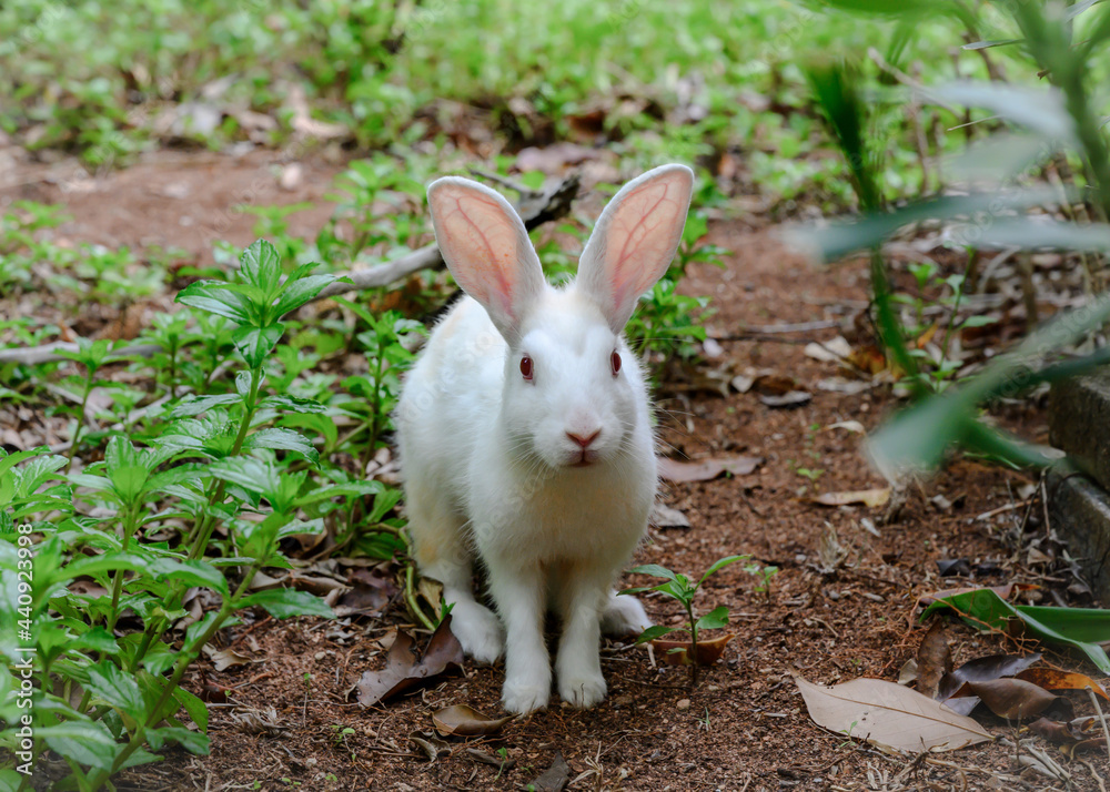 Fototapeta premium Curious and trusting white rabbit