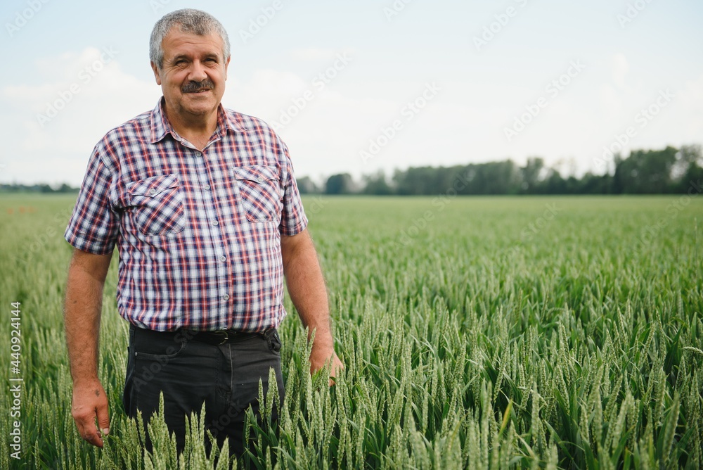 Portrait of senior farmer standing in green wheat field. Stock Photo ...