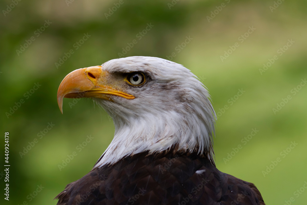 Portrait du pygargue à tête blanche Haliaeetus leucocephalus Portrait du pygargue à tête blanche Haliaeetus leucocephalus