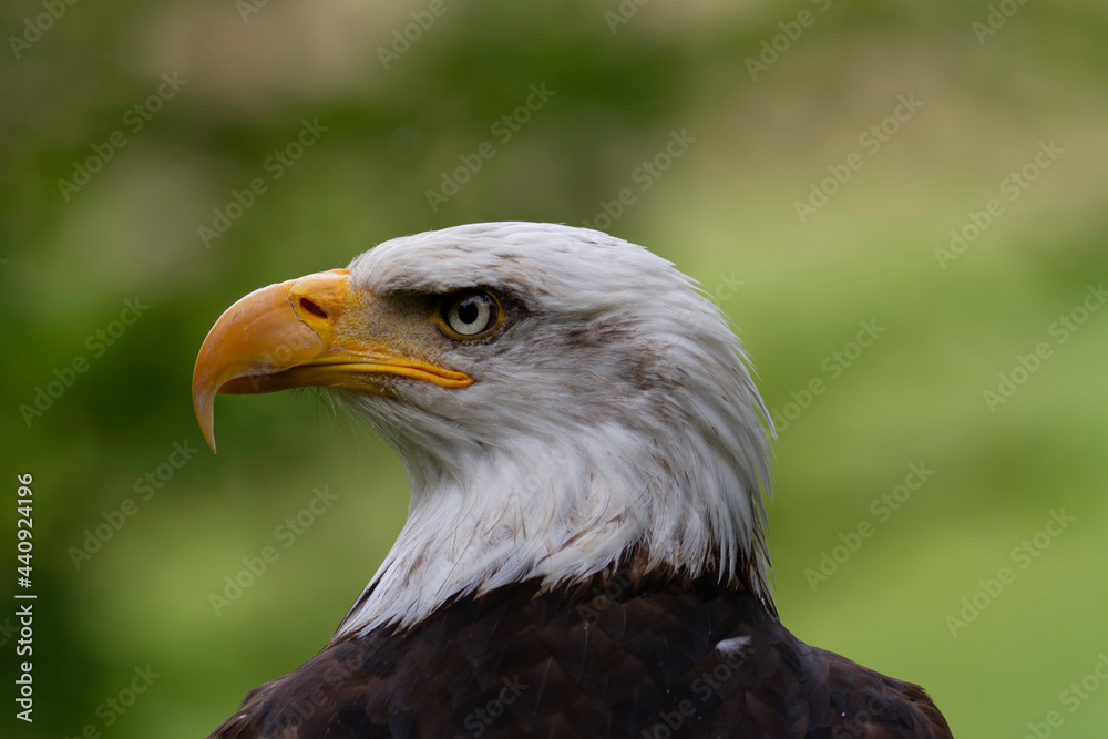 Portrait du pygargue à tête blanche Haliaeetus leucocephalus Portrait du pygargue à tête blanche Haliaeetus leucocephalus