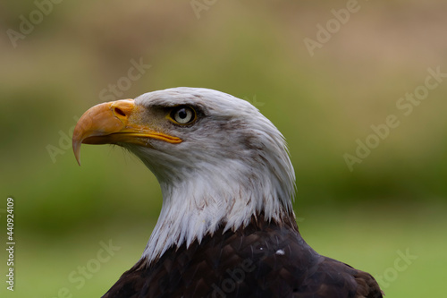 Portrait du pygargue à tête blanche Haliaeetus leucocephalus photo