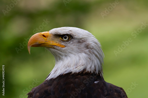 Portrait du pygargue    t  te blanche Haliaeetus leucocephalus