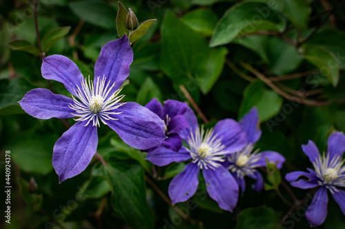 Closeup shot of purple Clematis ianthina flowers blooming in a garden against a blurred background photo