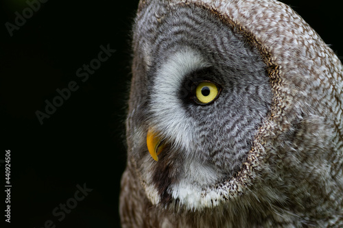 Portrait de la chouette lapone Strix nebulosa