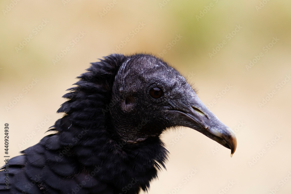Urubu noir Coragyps atratus en portrait Urubu noir Coragyps atratus en portrait