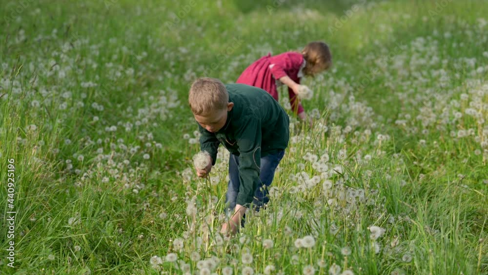 Happy cute family kids playing on the field in the park. Brother and sister are gathering dandelions in the meadow. Happy kid having fun outdoors. Happy cute family kids playing on the field in the park. Brother and sister are gathering dandelions in the meadow. Happy kid having fun outdoors.