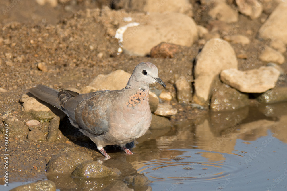 Kruger National Park: Birds Laughing dove Kruger National Park: Birds Laughing dove