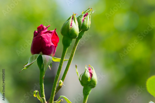 Red Rose Bud. New rose bud. Young graceful spray rose. A small bud of a blooming flower. magic garden. Natural background. beautiful flower, on a flowerbed, close-up. space for text