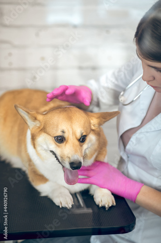 Female vet doctor examining cute dog before vaccination