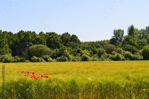 Niederrheinische Agrarlandschaft mit Mischwald, Braugerstenfeld und Klatschmohn - Sommer 2021