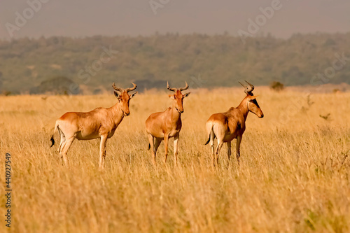 3 Damalisque Damaliscus Korrigum Antilope Topi au Kenya