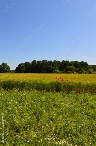 Niederrheinische Agrarlandschaft mit Mischwald, Braugerstenfeld und Klatschmohn - Sommer 2021